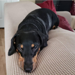 Reunited Male Dog last seen Saville St SW, Atlanta, GA 30331, USA, Atlanta, GA 30331