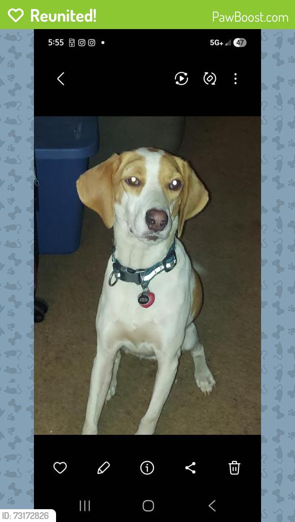 Reunited Male Dog last seen Near intersection of Old Pascagoula Rd and McDonald Rd, Winfield, AL 36582