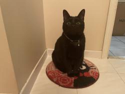 Reunited Male Cat last seen Near SW 92nd Ct, Miami, FL 33157, USA, Miami, FL 33157