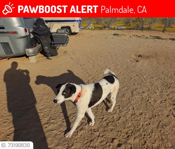 Lost Female Dog last seen West 10th and Palmdale blvd, Palmdale, CA 93551
