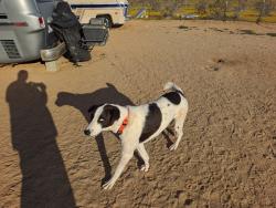 Lost Female Dog last seen West 10th and Palmdale blvd, Palmdale, CA 93551