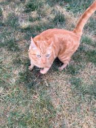 Reunited Unknown Cat last seen Marian Dr NE and Carol Dr NE, Thurston County, WA 98516