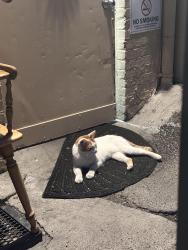 Found/Stray Female Cat last seen 4th and Lewis, Downtown Pasco, Pasco, WA 99301