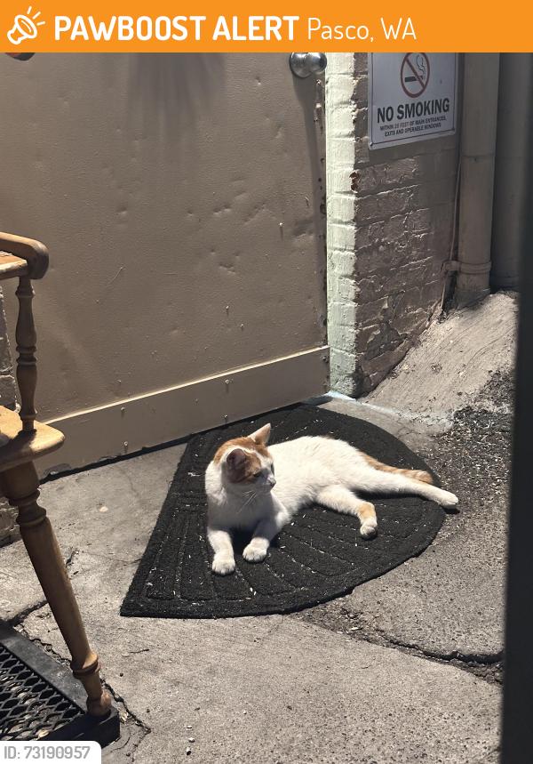 Found/Stray Female Cat last seen 4th and Lewis, Downtown Pasco, Pasco, WA 99301