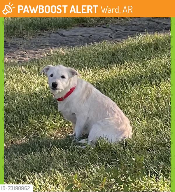 Found/Stray Female Dog last seen Hwy 38 and Monk Cemetery Road, Ward, Ward, AR 72176
