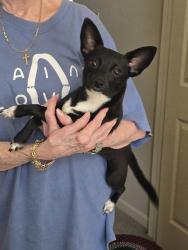 Reunited Female Dog last seen Susan & Telegraph, Oakville, MO 63129