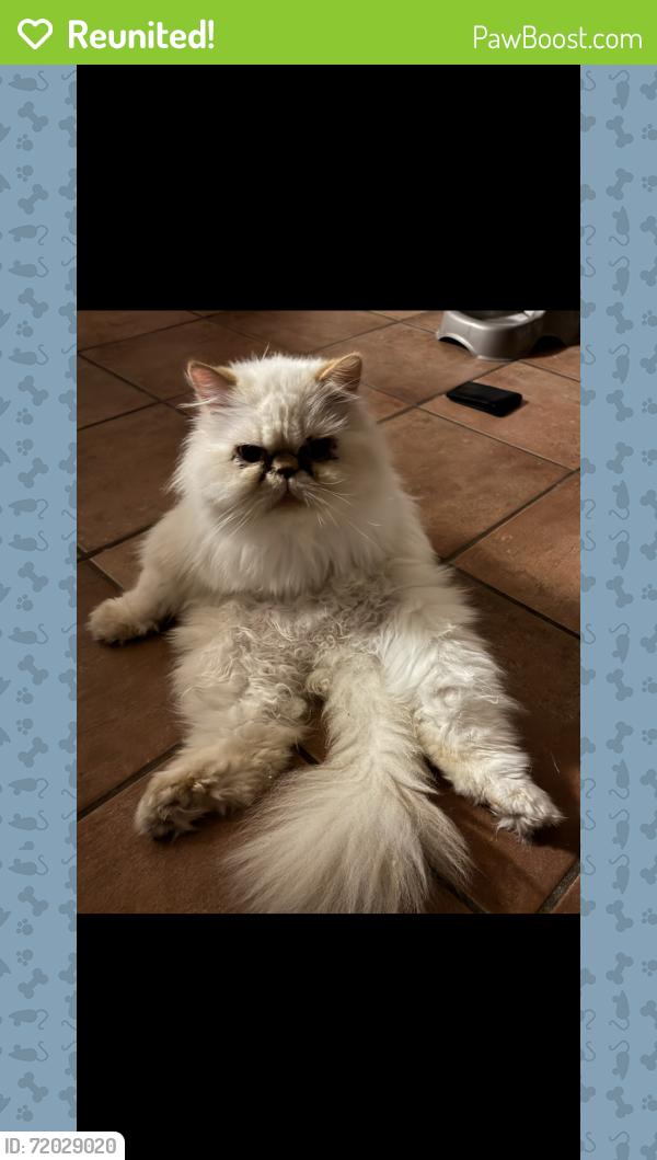 Reunited Male Cat last seen Dallas Markets, Dallas, GA 30132