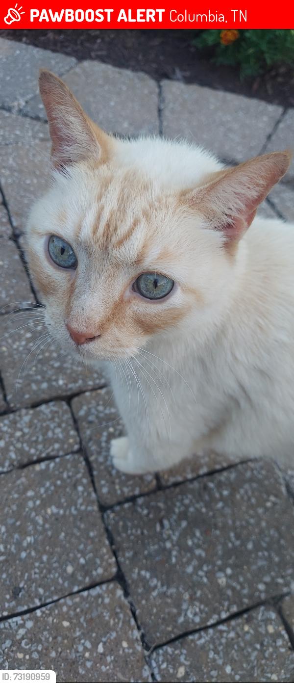Lost Male Cat last seen Harlan and Glennridge, Columbia, TN 38401