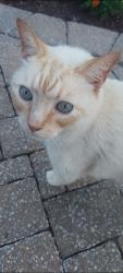 Lost Male Cat last seen Harlan and Glennridge, Columbia, TN 38401