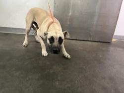 Shelter Stray Female Dog last seen , 1850 W 60th St, Los Angeles, CA 90047, USA
