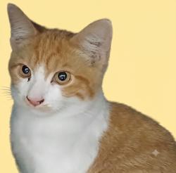 Shelter Stray Male Cat last seen , West Valley Animal Shelter, 20655 Plummer St, Chatsworth, CA 91311, USA