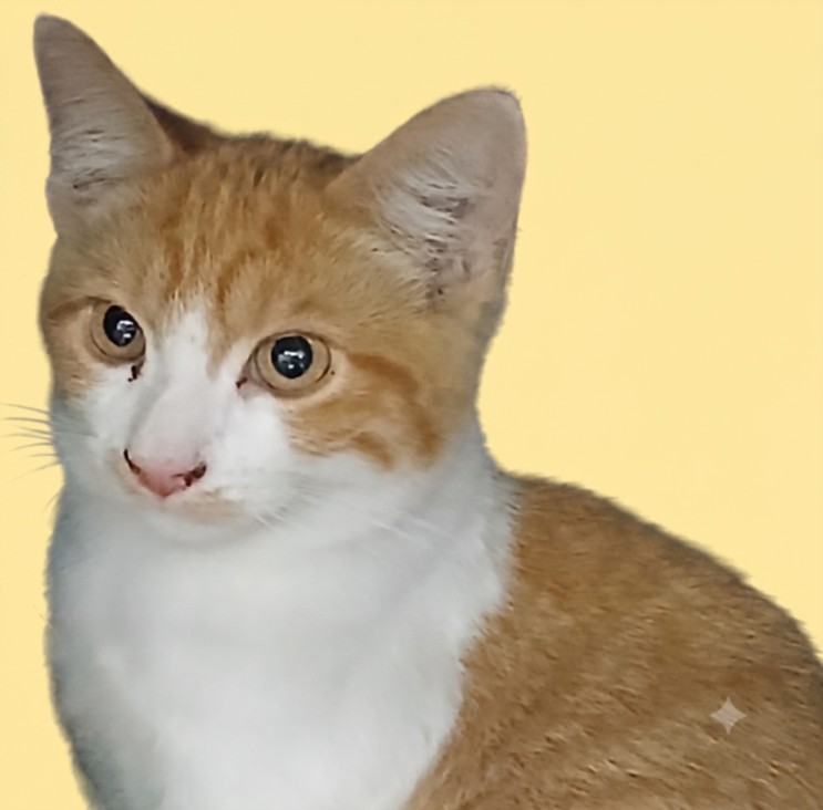 Shelter Stray Male Cat last seen , West Valley Animal Shelter, 20655 Plummer St, Chatsworth, CA 91311, USA