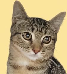 Shelter Stray Male Cat last seen , West Valley Animal Shelter, 20655 Plummer St, Chatsworth, CA 91311, USA