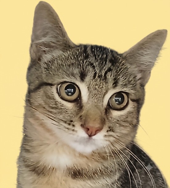 Shelter Stray Male Cat last seen , West Valley Animal Shelter, 20655 Plummer St, Chatsworth, CA 91311, USA