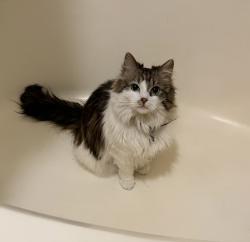 Reunited Female Cat last seen Stormy meadow dr, Riverton, UT 84096