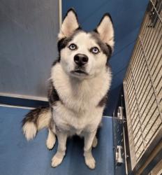 Shelter Stray Female Dog last seen Near BLOCK BINDER ST, DETROIT MI 48234, 7401 Chrysler Dr, Detroit, MI 48211, USA