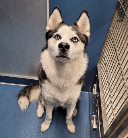 Shelter Stray Female Dog last seen Near BLOCK BINDER ST, DETROIT MI 48234, 7401 Chrysler Dr, Detroit, MI 48211, USA