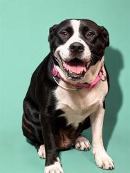 Shelter Stray Female Dog last seen Near BLOCK W 10TH ST, 2020 Forest St, Jacksonville, FL 32204, USA