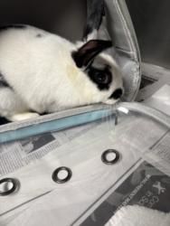 Shelter Stray Female Other last seen , 11361 W Pico Blvd, Los Angeles, CA 90064, USA