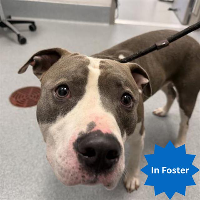 Shelter Stray Male Dog last seen Near, 2600 S Harding St, Indianapolis, IN 46221, USA
