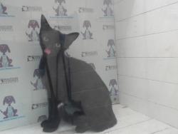 Shelter Stray Male Cat last seen , 2769 Conroy Rd, Orlando, FL 32839, USA