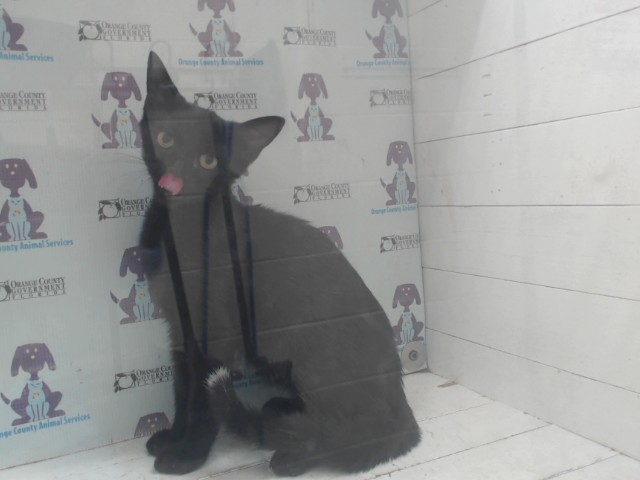 Shelter Stray Male Cat last seen , 2769 Conroy Rd, Orlando, FL 32839, USA
