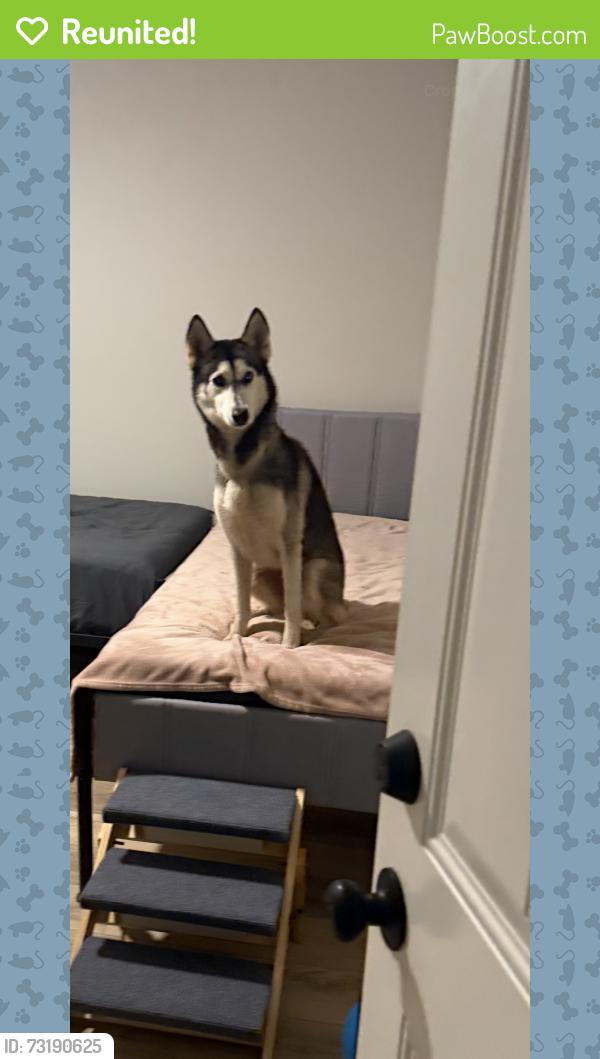 Reunited Female Dog last seen Coolamber Forrest, Powder Springs, GA 30127