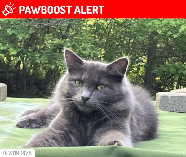 Lost Male Cat last seen Washington Crossing & Kennedy Court, East Stroudsburg, PA 18301