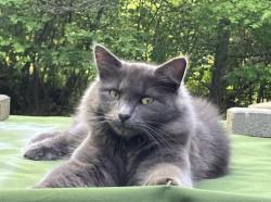 Lost Male Cat last seen Washington Crossing & Kennedy Court, East Stroudsburg, PA 18301