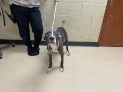 Shelter Stray Male Dog last seen Near BLOCK W FREDERICA PL, 3839 W Burnham St, West Milwaukee, WI 53215, USA