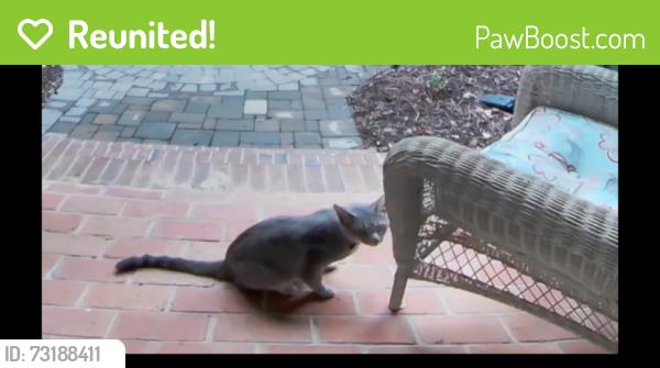 Reunited Unknown Cat last seen Old Creedmoor Rd, Raleigh, NC 27613