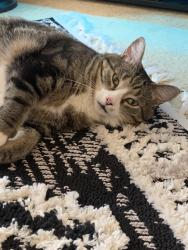 Found/Stray Male Cat last seen River Street Quincy Ma, Quincy, MA 02169