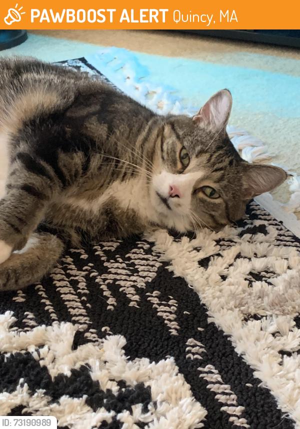 Found/Stray Male Cat last seen River Street Quincy Ma, Quincy, MA 02169