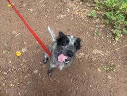 Shelter Stray Female Dog last seen CHARLOTTE, 8315 Byrum Dr, Charlotte, NC 28217, USA