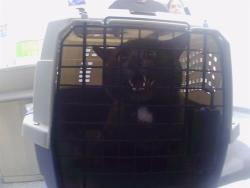 Shelter Stray Unknown Cat last seen CHARLOTTE, 8315 Byrum Dr, Charlotte, NC 28217, USA