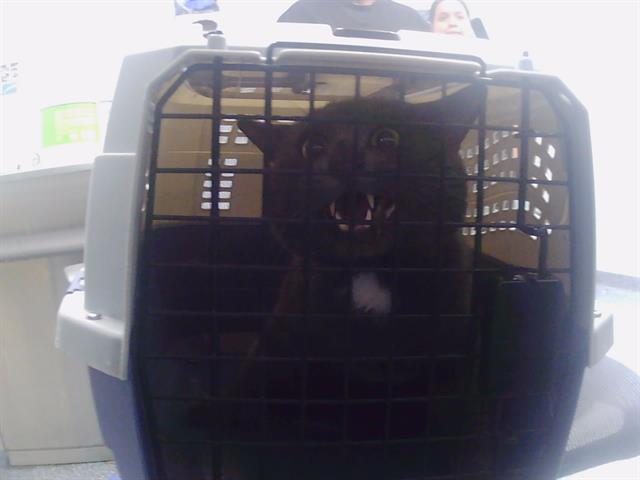 Shelter Stray Unknown Cat last seen CHARLOTTE, 8315 Byrum Dr, Charlotte, NC 28217, USA