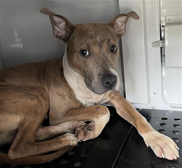 Shelter Stray Male Dog last seen CHARLOTTE, 8315 Byrum Dr, Charlotte, NC 28217, USA