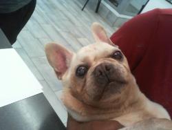 Shelter Stray Male Dog last seen CHARLOTTE, 8315 Byrum Dr, Charlotte, NC 28217, USA