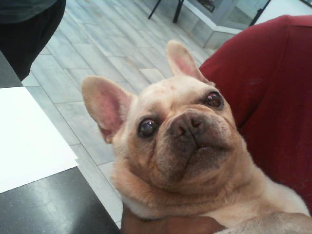 Shelter Stray Male Dog last seen CHARLOTTE, 8315 Byrum Dr, Charlotte, NC 28217, USA