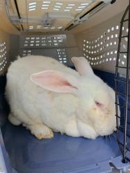 Shelter Stray Male Other last seen CHARLOTTE, 8315 Byrum Dr, Charlotte, NC 28217, USA