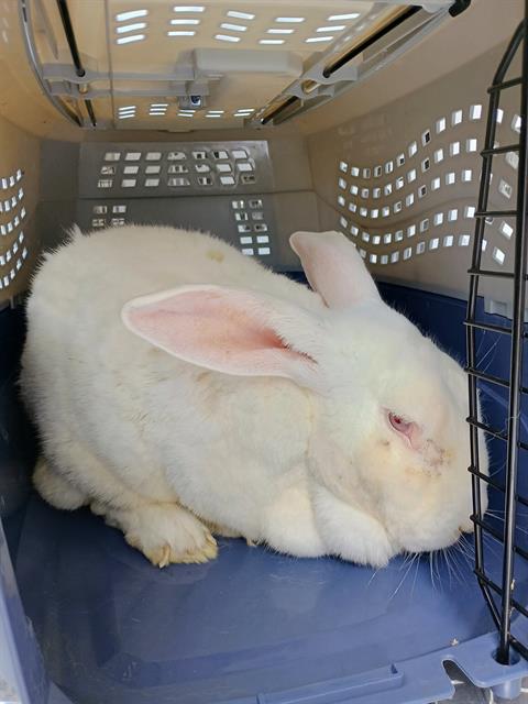 Shelter Stray Male Other last seen CHARLOTTE, 8315 Byrum Dr, Charlotte, NC 28217, USA