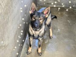 Shelter Stray Female Dog last seen , 14409 Vanowen St, Van Nuys, CA 91405, USA