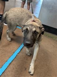 Shelter Stray Female Dog last seen , 14409 Vanowen St, Van Nuys, CA 91405, USA