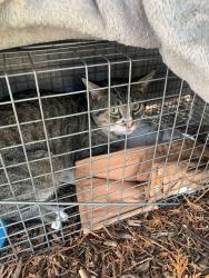 Found/Stray Unknown Cat last seen McKnight Circle and Tulip Ln0, Rockford, IL 61107