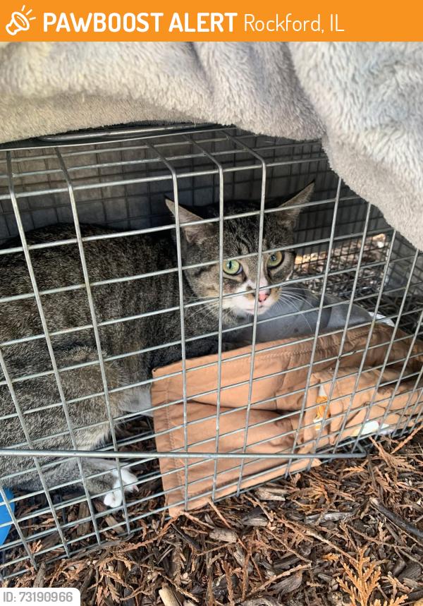 Found/Stray Unknown Cat last seen McKnight Circle and Tulip Ln0, Rockford, IL 61107