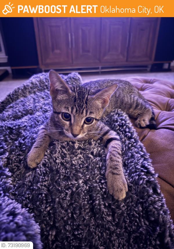 Found/Stray Unknown Cat last seen Hefner and AirDepot, Oklahoma City, OK 73013