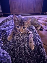 Found/Stray Unknown Cat last seen Hefner and AirDepot, Oklahoma City, OK 73013