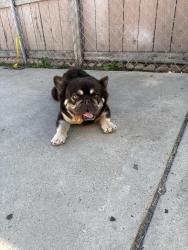 Lost Male Dog last seen Gavin st, San Diego, CA 92102