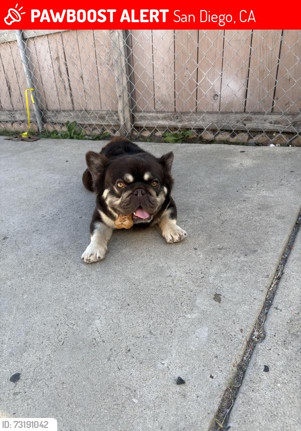 Lost Male Dog last seen Gavin st, San Diego, CA 92102
