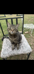 Lost Male Cat last seen Sharon church rd Pinson Alabama, Pinson, AL 35126